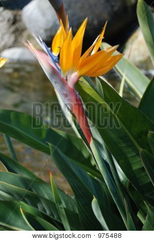 Fugle af Paridise blomst