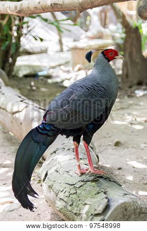 Standing Pheasant