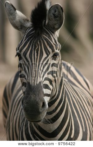 Burchells Zebra