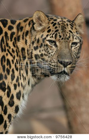 Amur Leopard