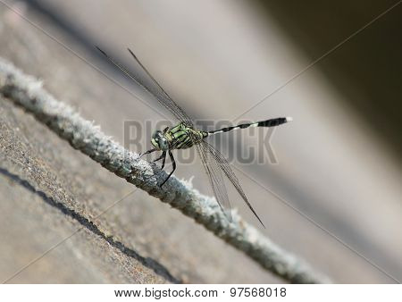 a dragonfly