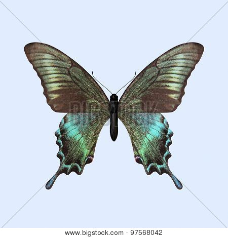 Swallowtail Butterfly - Papilio Maackii
