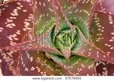 Aloeaceae, Aloe Saponaria, South African Plant