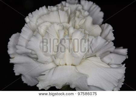 White Carnation Macro On A Black Background