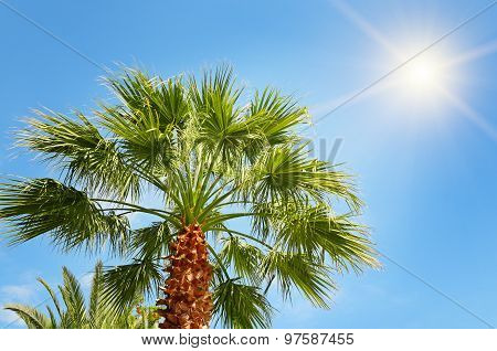 Tropical Palm On Background Of Blue Sky