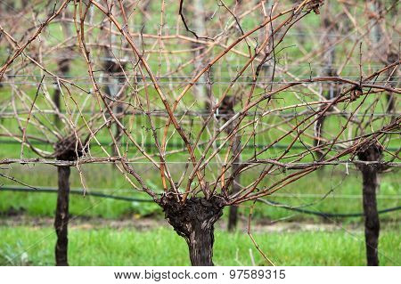 Head Of The Vine