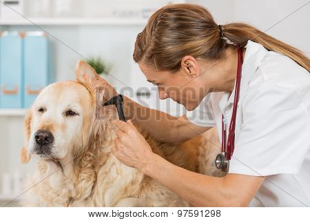 Veterinary Clinic