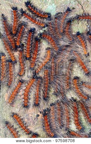 worm