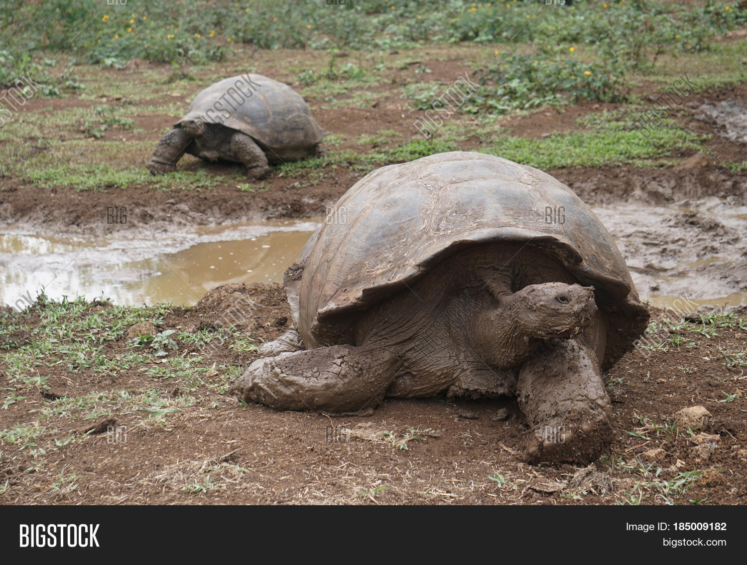 2 Giant Land Tortoises Image & Photo (Free Trial) Bigstock