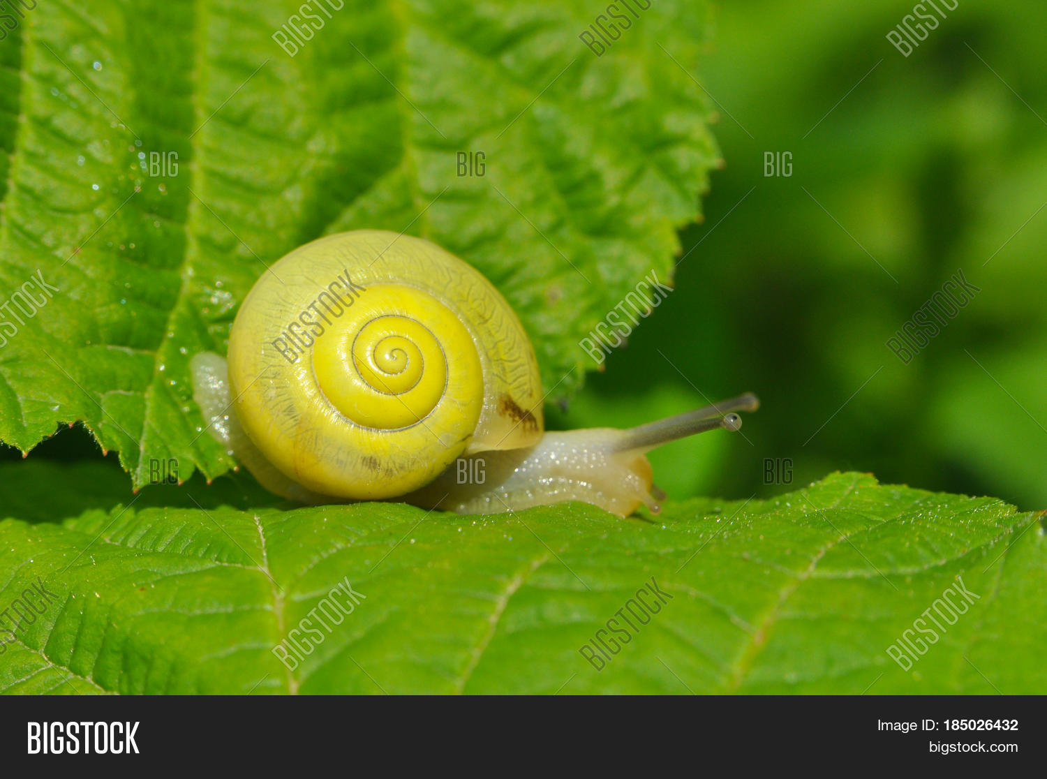 Little Yellow Snail Image & Photo (Free Trial) | Bigstock
