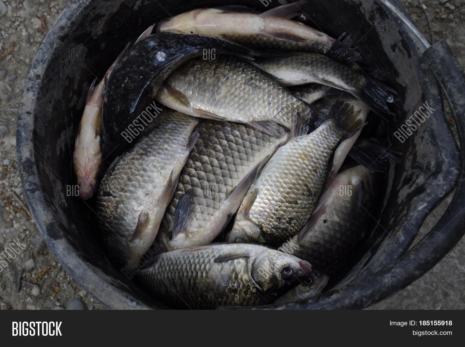 River Fish Plastic Image & Photo (Free Trial) Bigstock