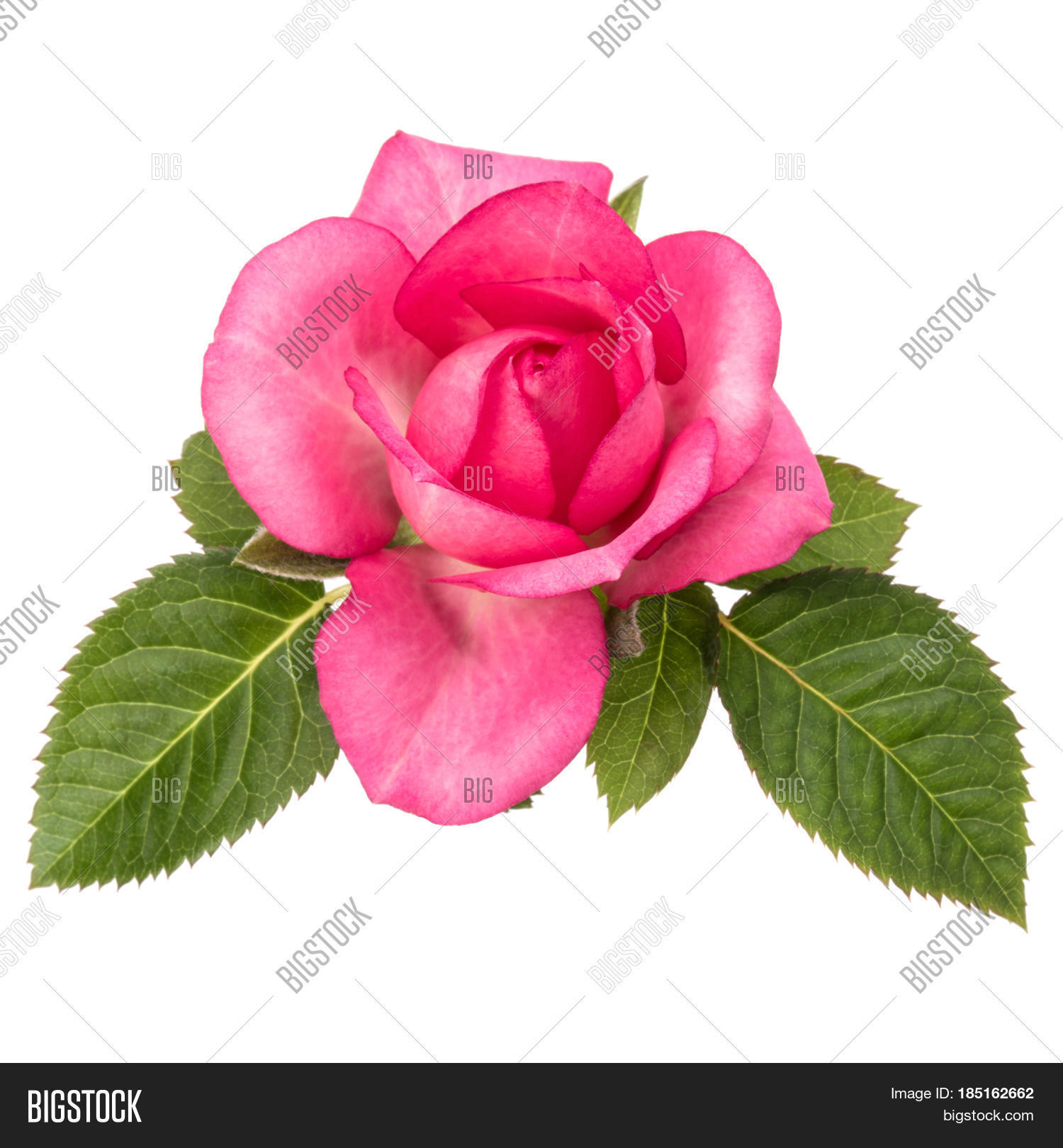 One Pink Roser One Pink Rose Flower Image & Photo (Free Trial) | Bigstock