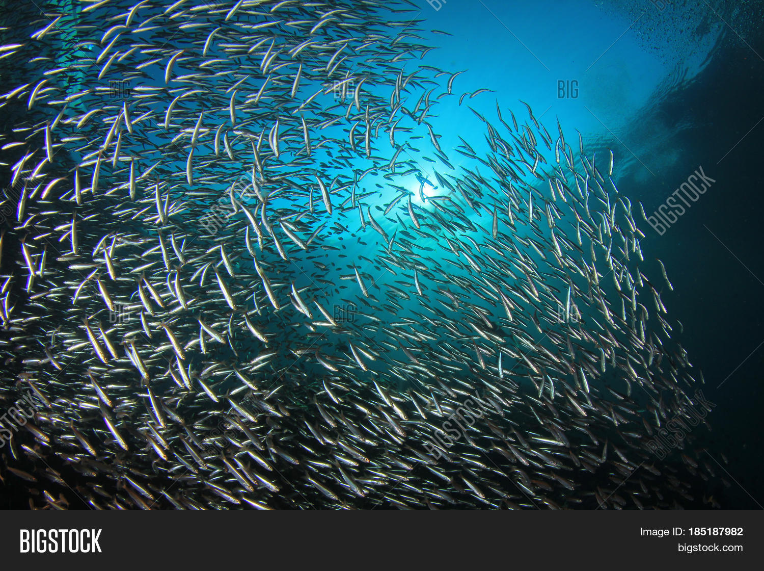 Sardines Fish Image & Photo (Free Trial) Bigstock