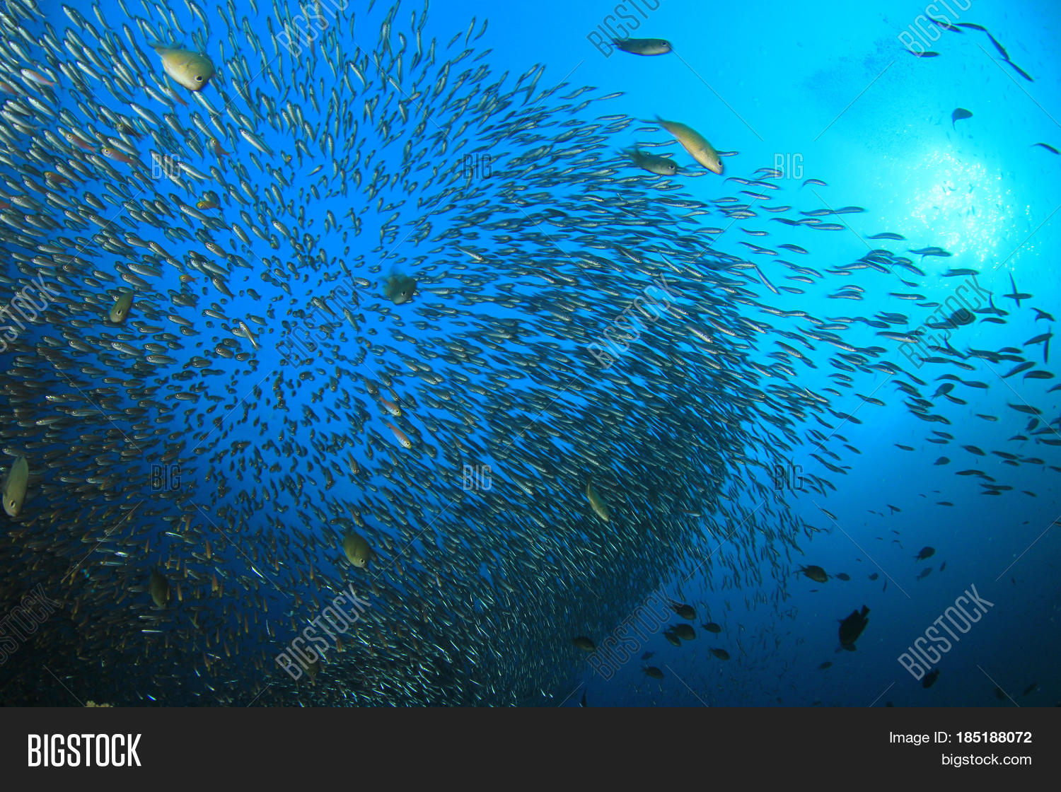 Sardines Fish Image & Photo (Free Trial) Bigstock