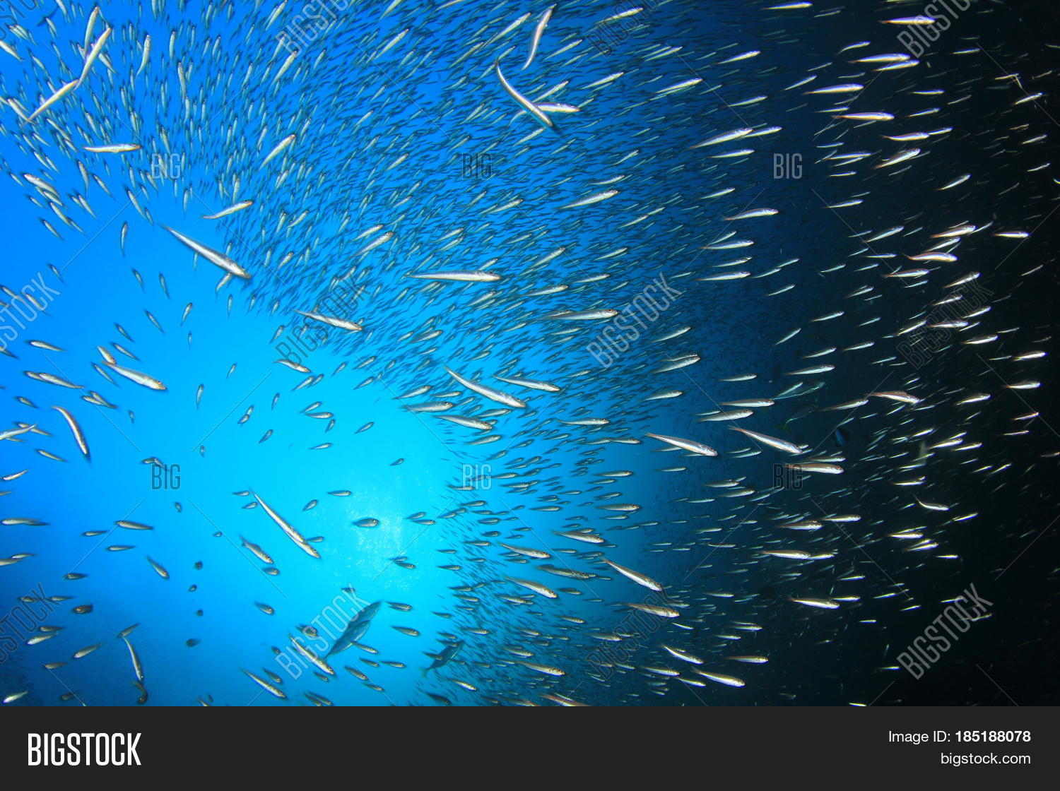 Sardines Fish Image & Photo (Free Trial) | Bigstock