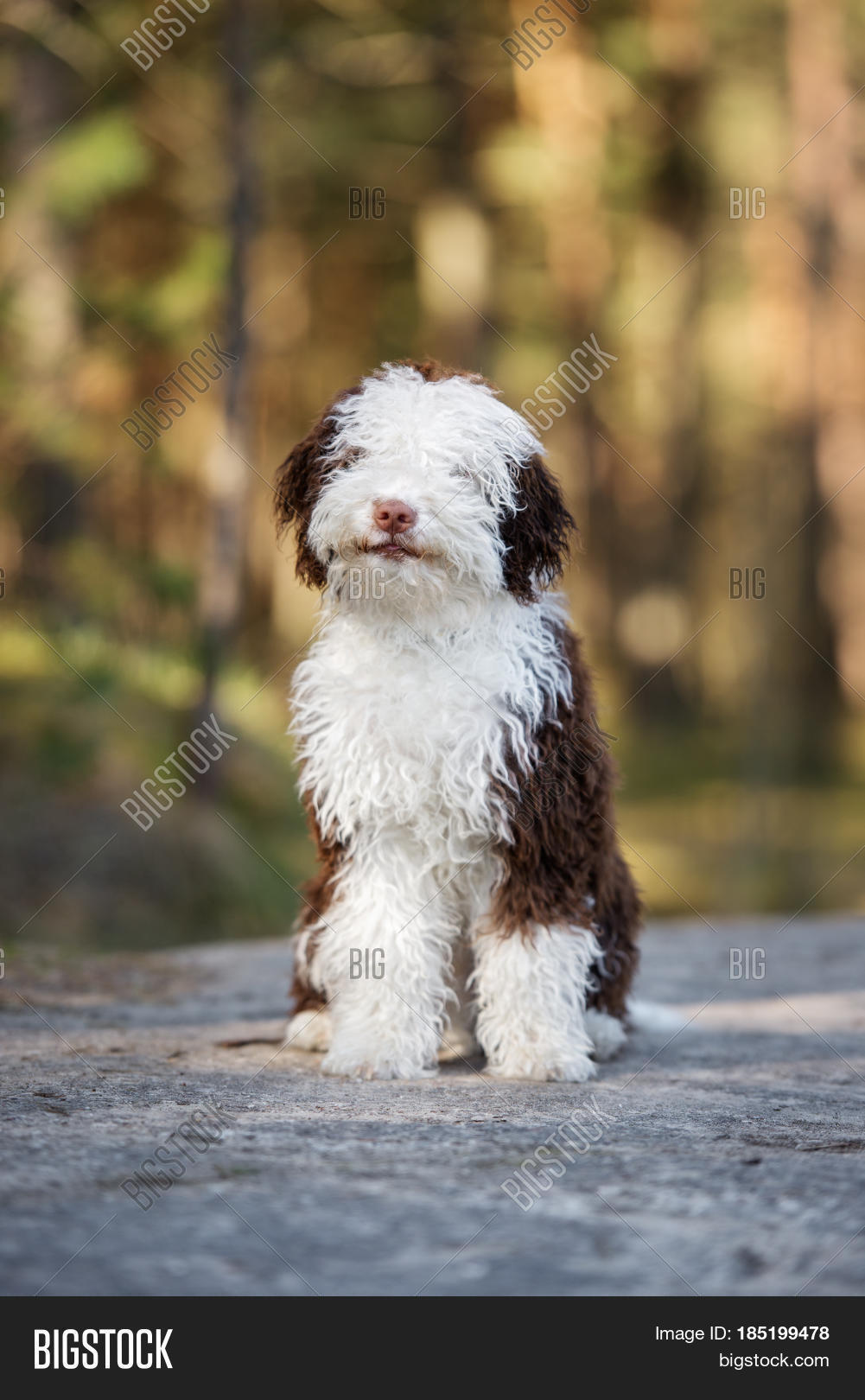 spanish water dog puppy