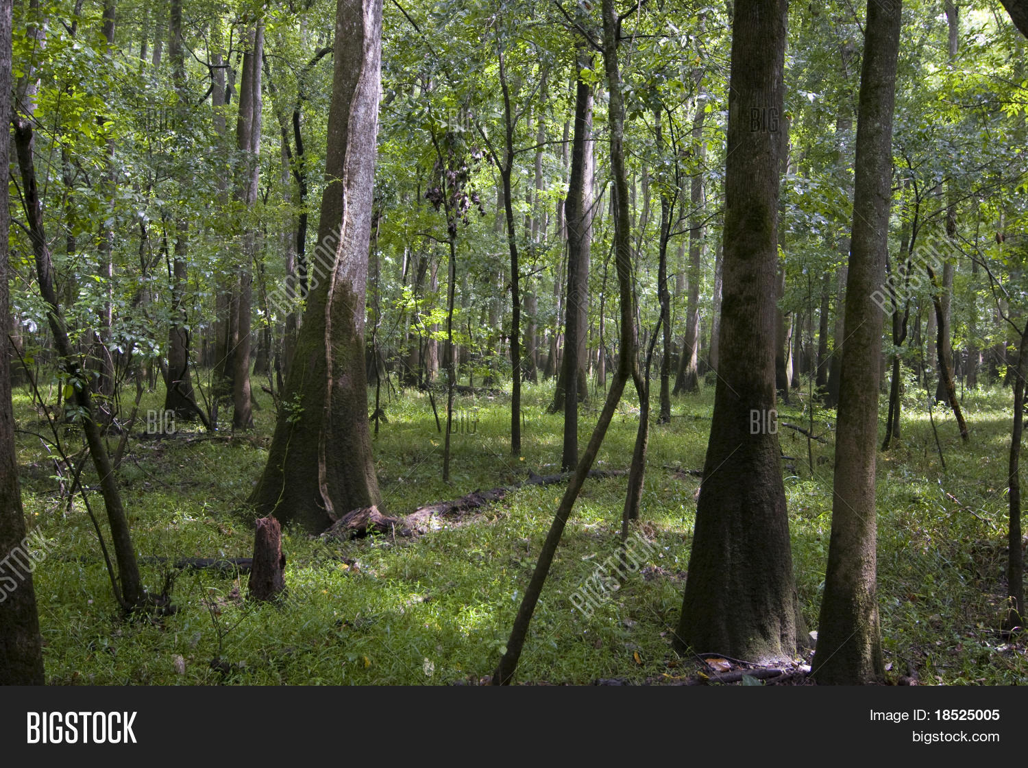 Imagen y foto Bosque Latifoliado (prueba gratis) Bigstock