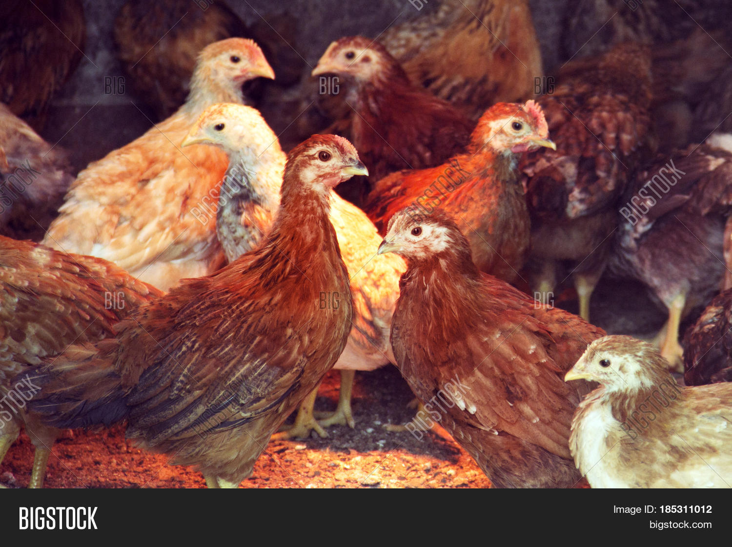 Two Threemonthold Image & Photo (Free Trial) Bigstock