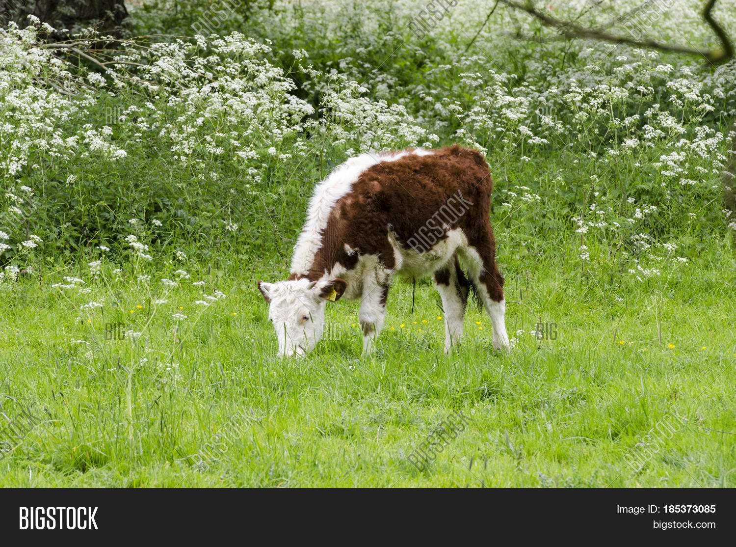 Young Calf Eating Image & Photo (Free Trial) Bigstock
