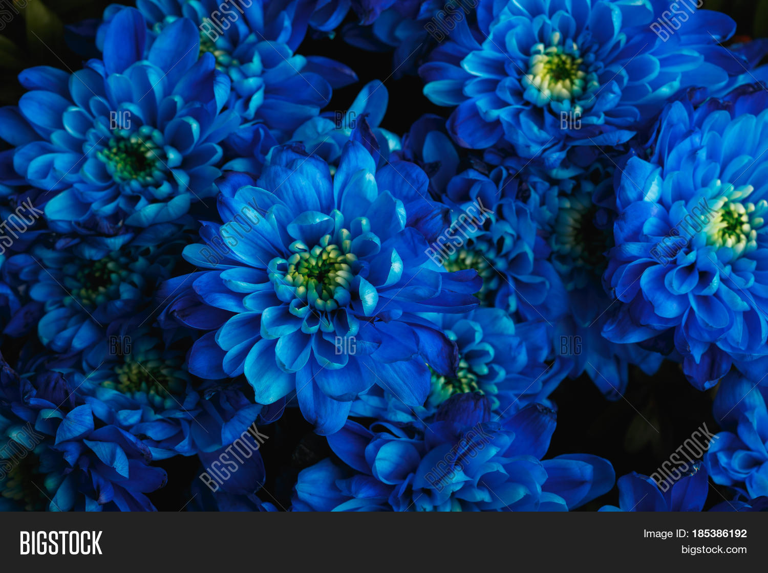 Blue Chrysanthemum Image & Photo (Free Trial) Bigstock