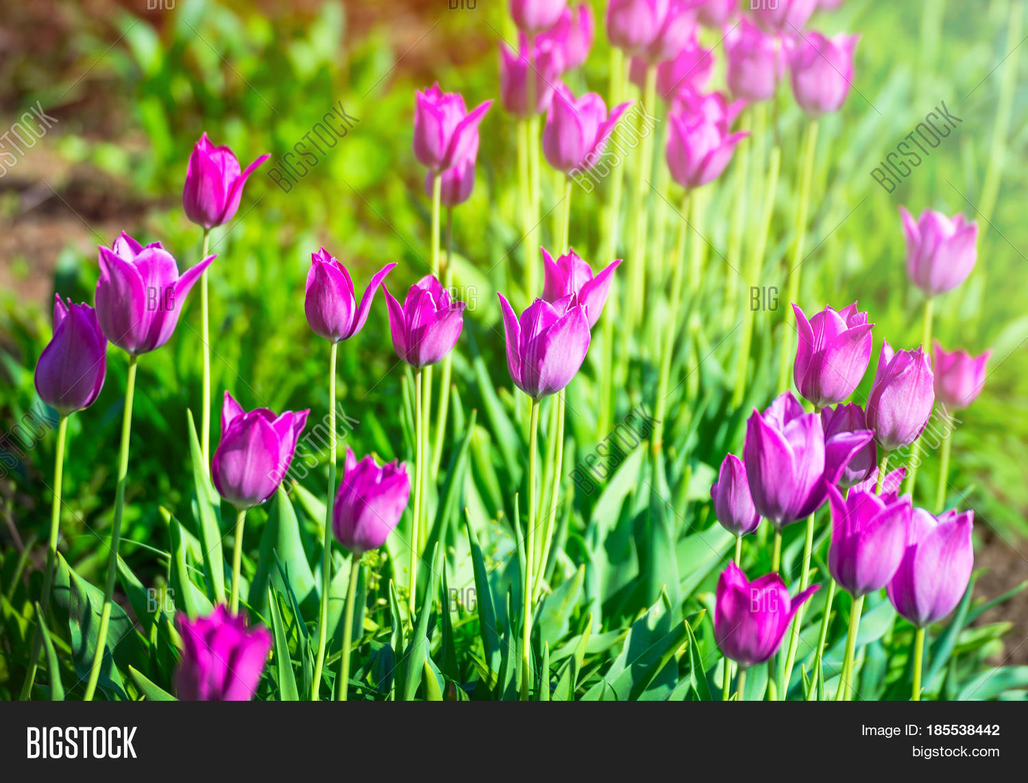 Burgundy Tulips. Image & Photo (Free Trial) | Bigstock