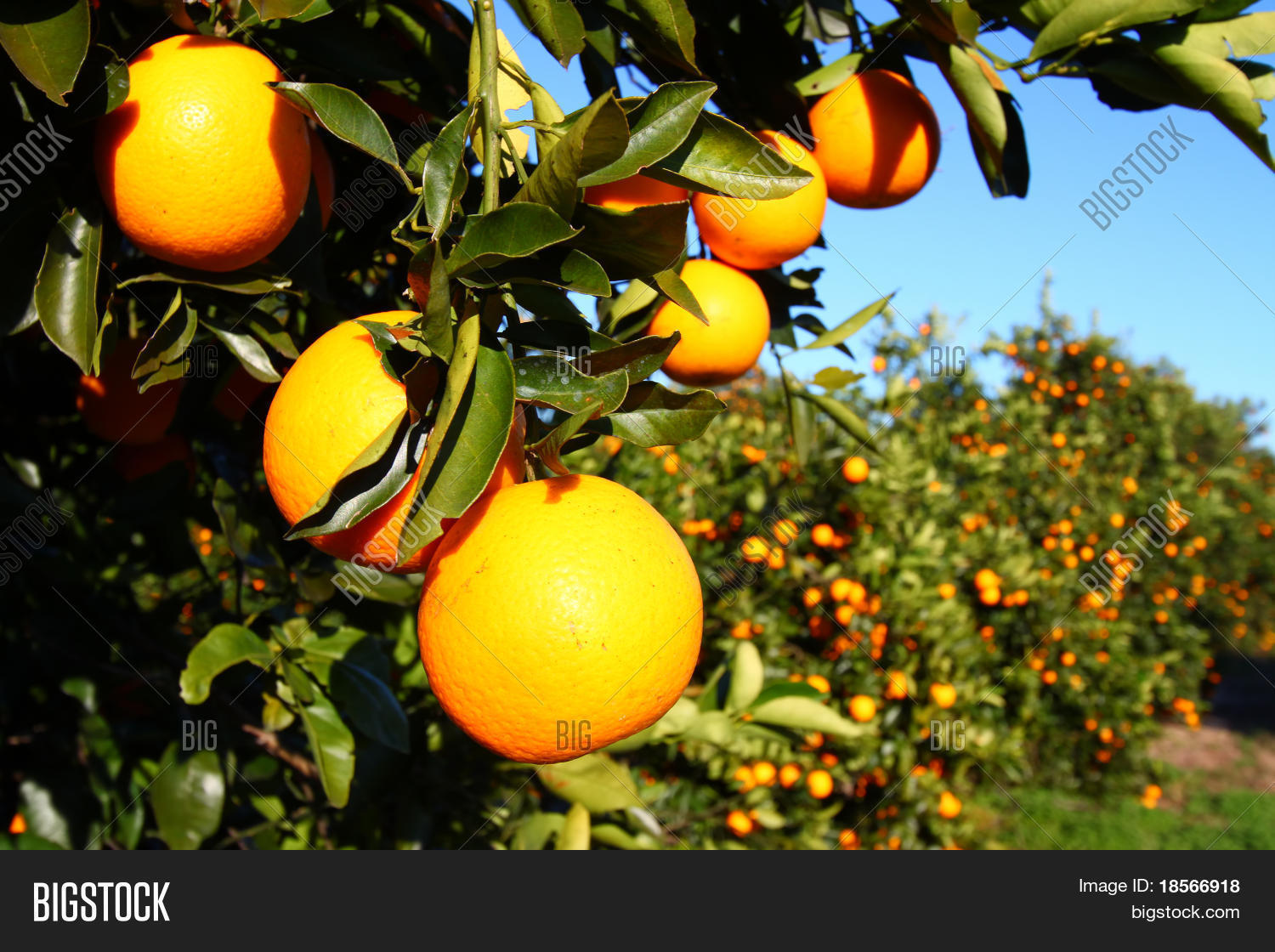 Florida Oranges Image & Photo (Free Trial) Bigstock
