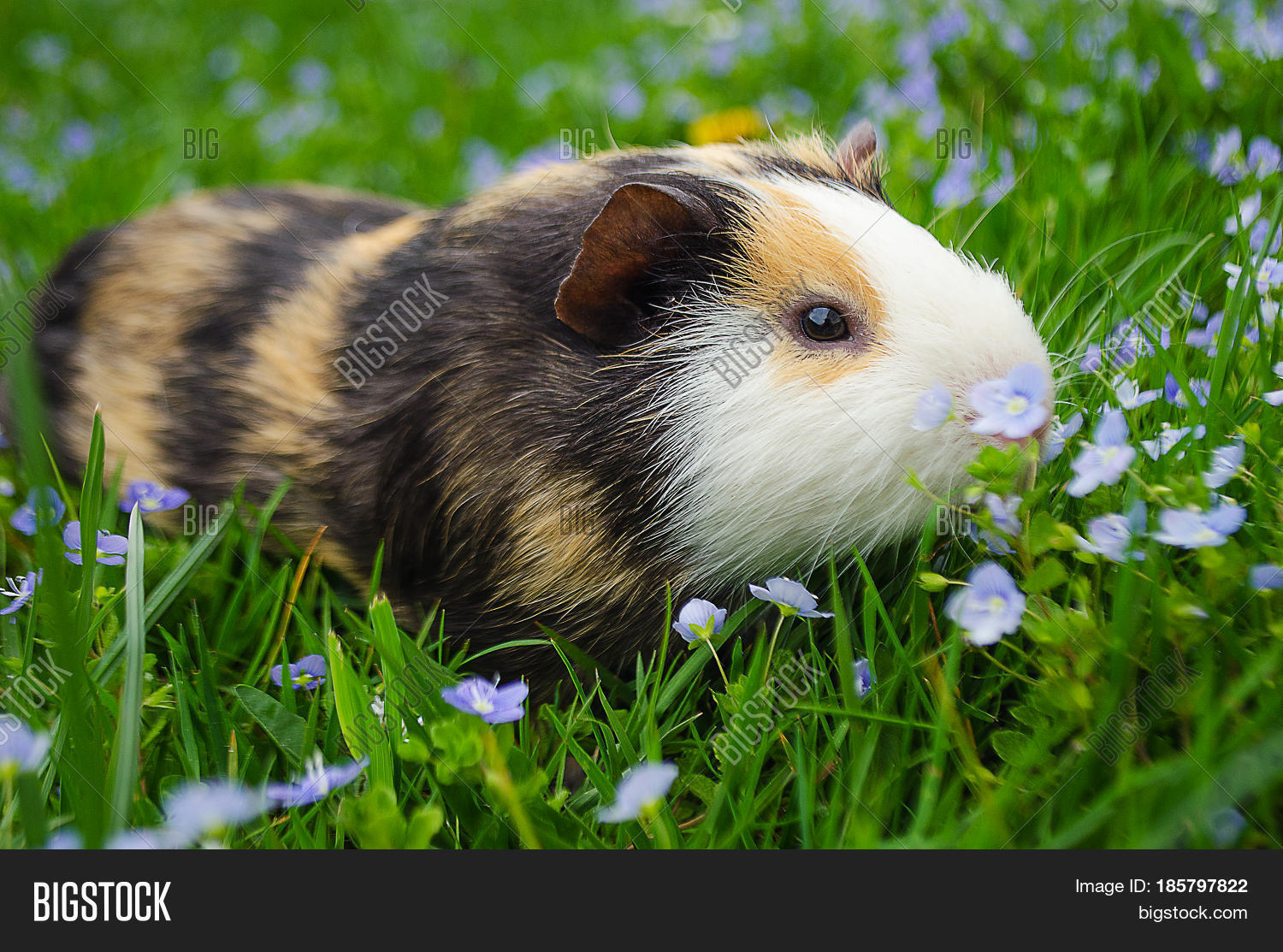 Guinea Pig Walks Fresh Image & Photo (Free Trial) Bigstock