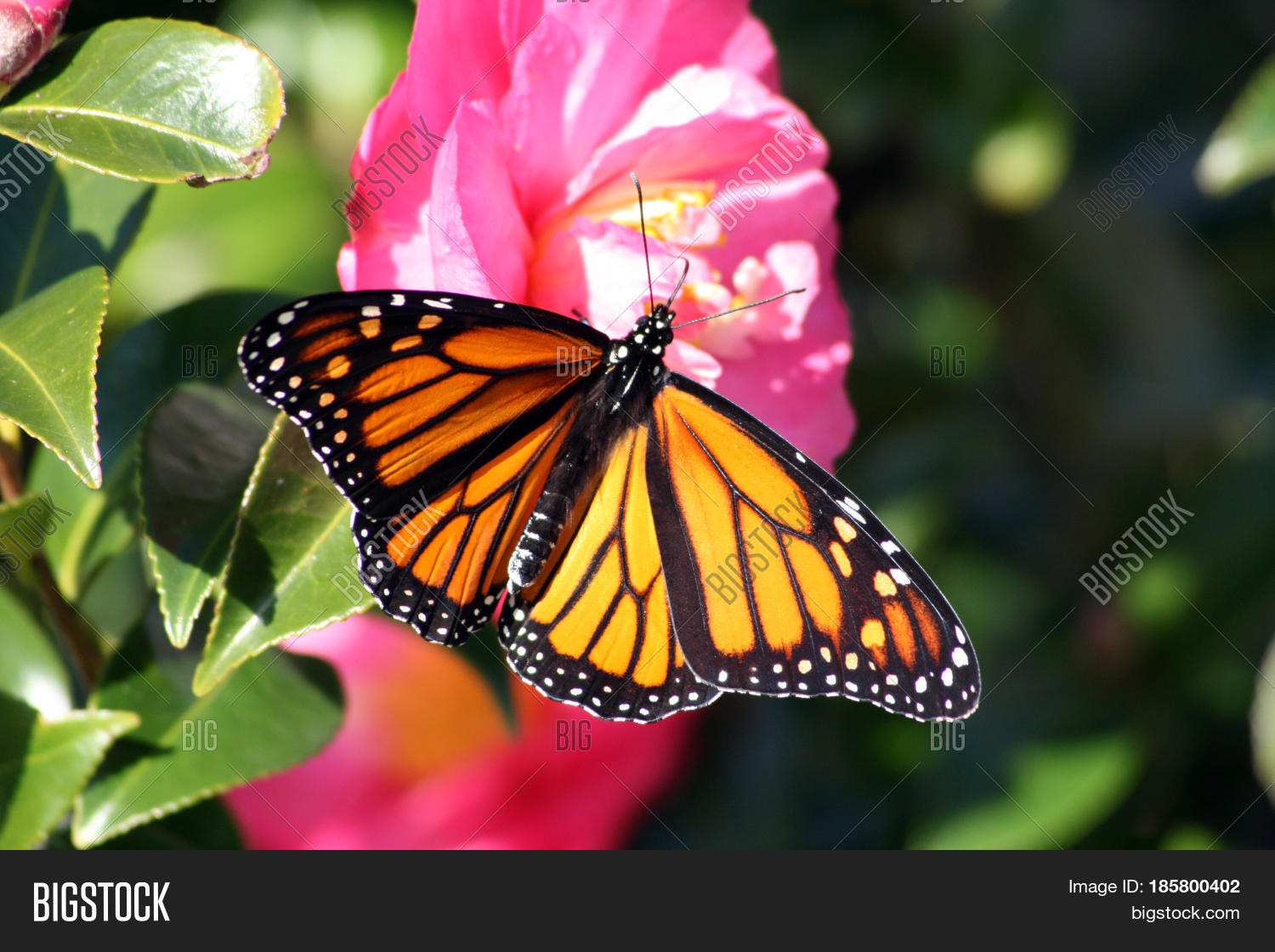Stunning Wingspan Image & Photo (Free Trial) Bigstock