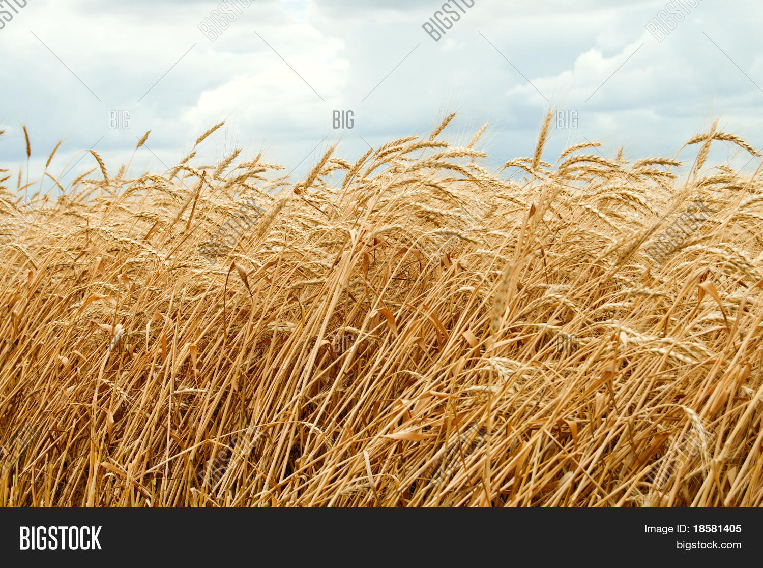 low top wheat forces