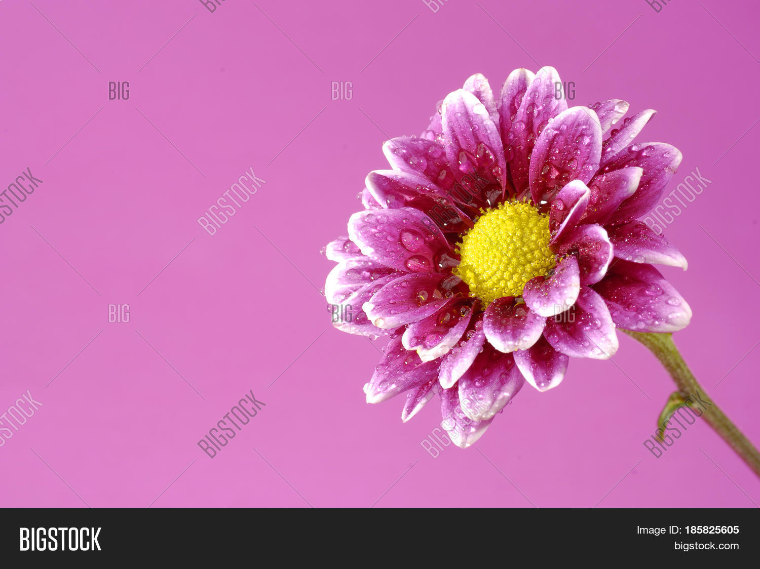 Pink Flower Yellow Image & Photo (Free Trial) | Bigstock