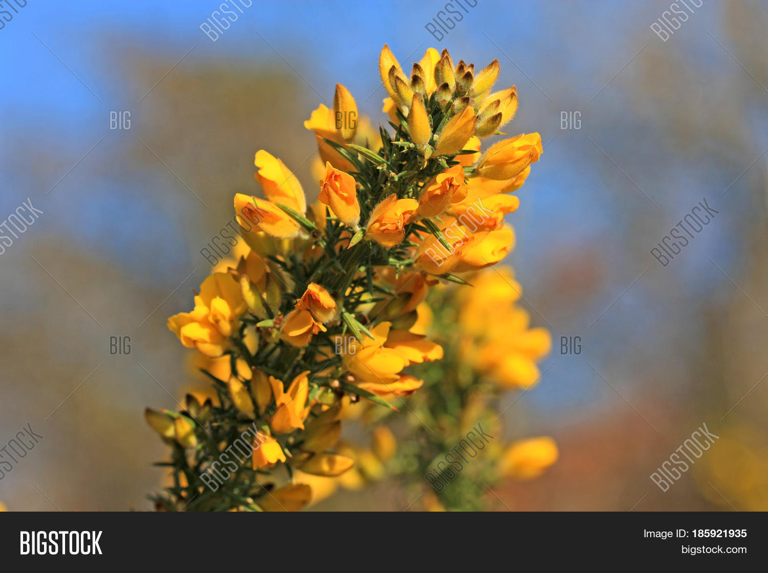 Gorse Bush Flowering Image & Photo (Free Trial) Bigstock