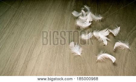 White birds Feathers on brown wooden board
