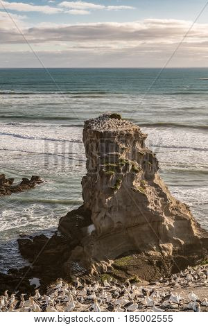 Auckland New Zealand - March 2 2017: Single beige-brown rock populated by gannet colony at Muriwai Beach. Tasman Sea as back under evening sky. Many breading birds.