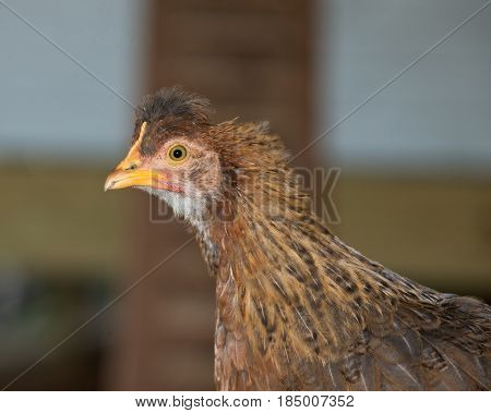 Pure breed hen in hen house chicken coop