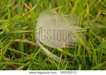 a bird feather on the green grass