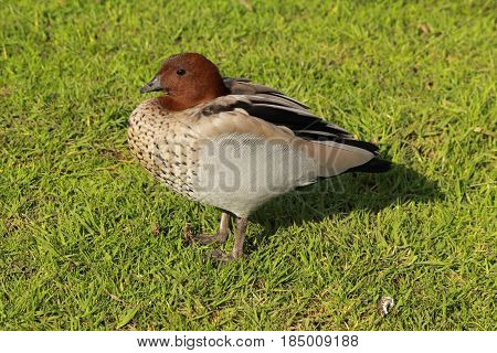little brown ducks in the country side