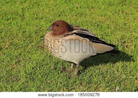 little brown ducks in the country side