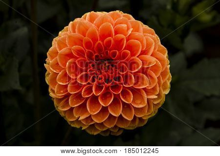 Center shot of an Orange Lollipop Dahlia with a dark green background
