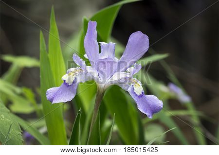 A dwarf crested iris flower blooms in the woods of the Easter United States in spring.