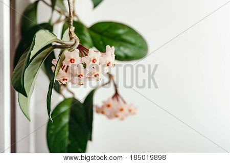A bunch of delicate Hoya flowers on a white background. Pattern Mock-up and free space. White texture.