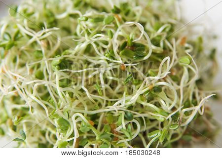 Clover Sprouts