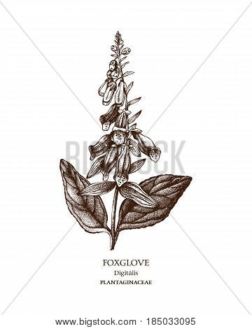 Hand drawn sketch of poisonous plant - Digitalis purpurea.