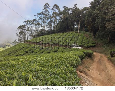 Tea plantations around Munnar tea estate hills in Kerala state Idukki district India