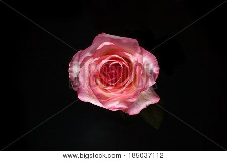 Bird Eye View Of White Rose On Blatsk. Rose In Dark. Element Of Design. Pink Rose On Black Batskgrou
