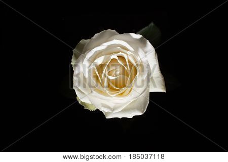 Bird Eye View Of White Rose On Blatsk. Rose In Dark. Element Of Design. Pink Rose On Black Batskgrou