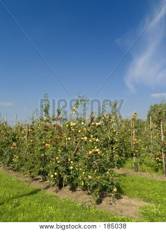 Agricoltura, le mele.