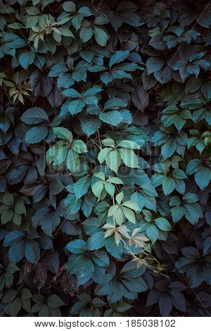 Green Leaf Texture. Leaf Texture Background. The Natural Texture Of The Grass. Autumn Foliage. Wild