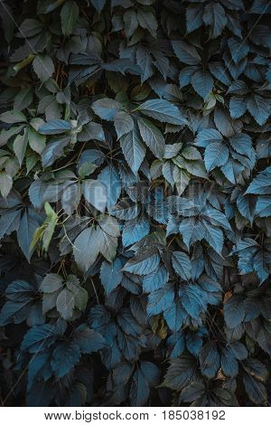 Green Leaf Texture. Leaf Texture Background. The Natural Texture Of The Grass. Autumn Foliage. Wild