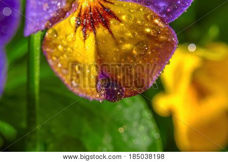 violet flower with water drops. close up macro