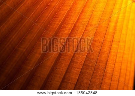 Close up of part of bright edgy wooden surface